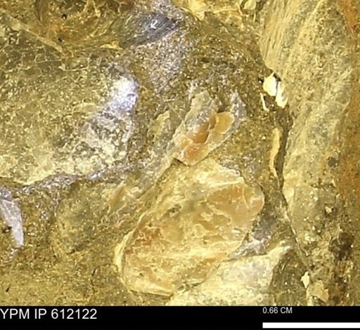 Pseudoptera subtortuosa