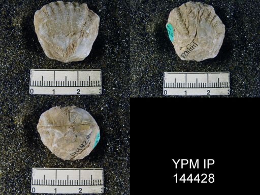 Streptorhynchus (Kiangsiella) pectiniformis