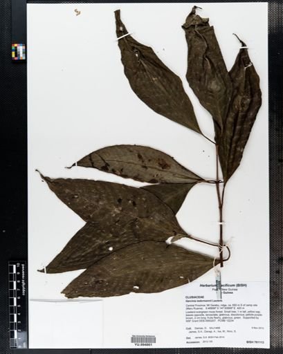 Garcinia