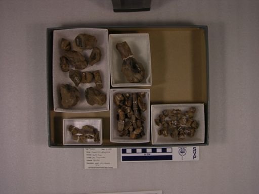 Cladosictis patagonica