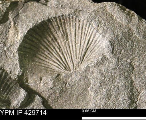 Devonochonetes sp.