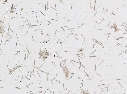 Haliclonidae