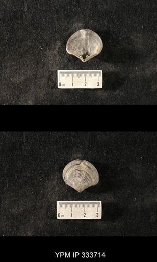 Athyris sp.