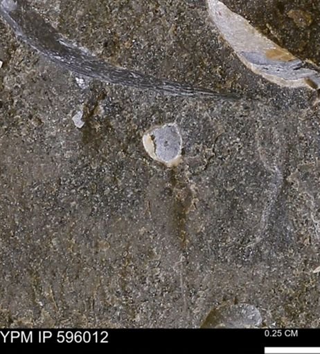 undet. Bivalvia