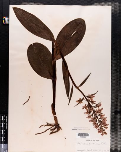 Plantae