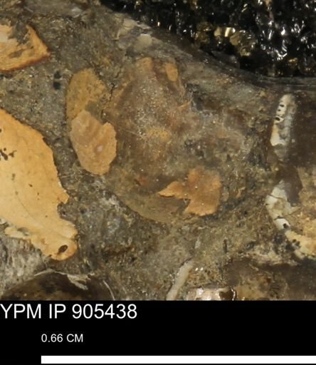 undet. Mollusca