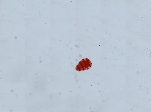 Holothuria