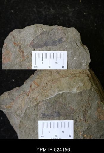 undet. Echinodermata