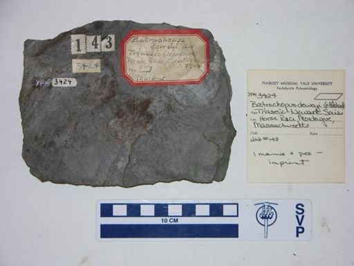 Batrachopus deweyi