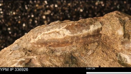 undet. Scaphitidae