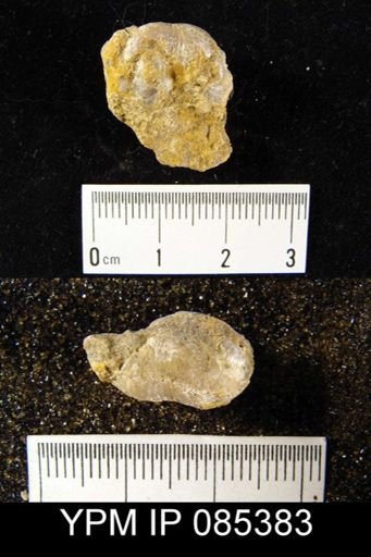 Marginifera wabashensis