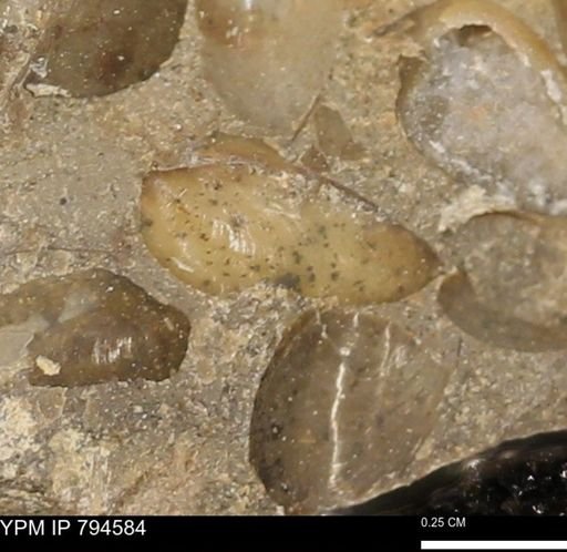 Protocardia subquadrata