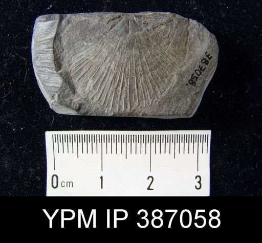 Strophodonta textilis