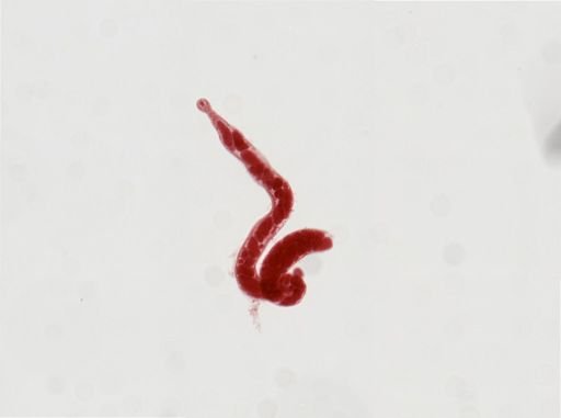Digenea