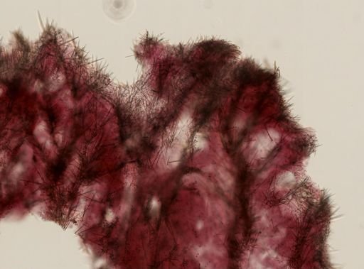 Clathria spongigartina