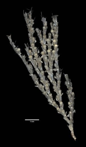 Bugula cucullata