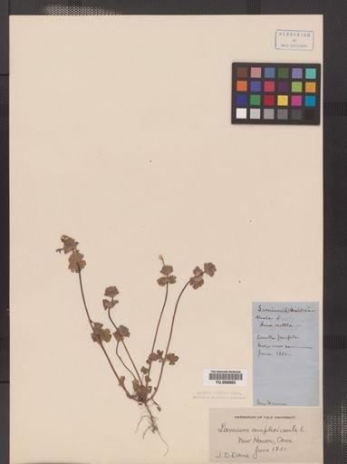 Lamium amplexicaule