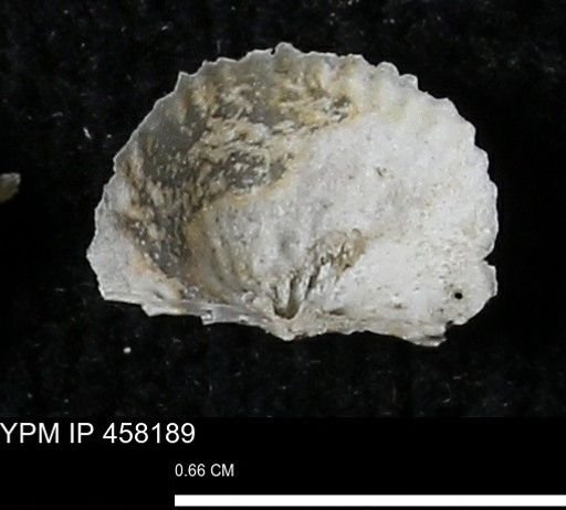 Chonetes mucronatus