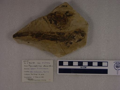 Pycnosterinx discoides