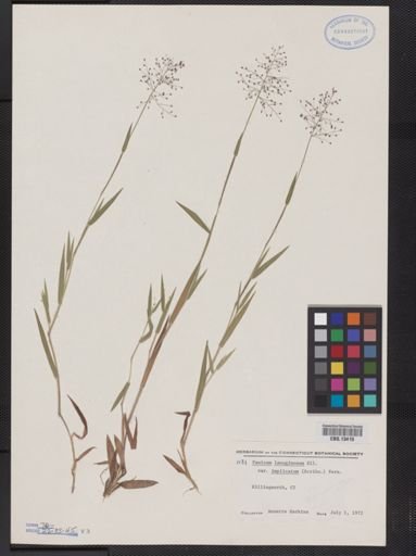 Panicum lanuginosum