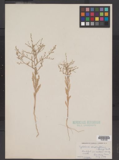 Cycloloma atriplicifolium