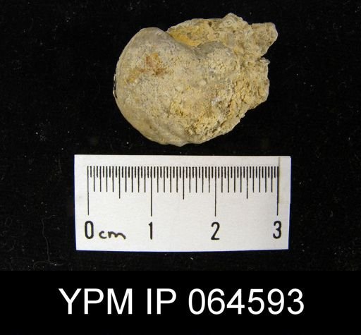 Sieberella roemeri