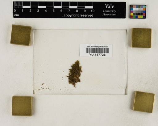 Plantae