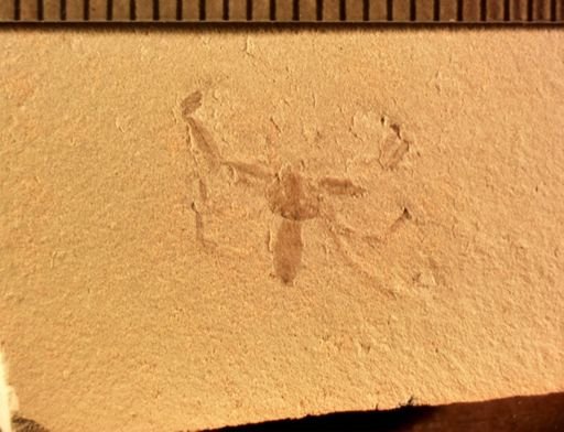 undet. Araneida