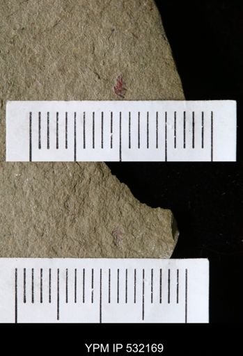 Problematica