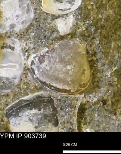 Corbulamella sp.