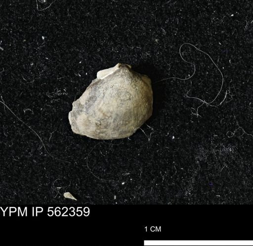 Limopsis striatopunctatus