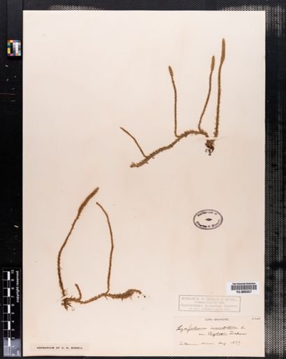 Lycopodium inundatum