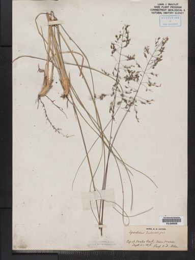 Sporobolus heterolepis