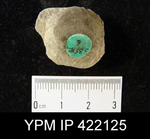 Schizophoria impressa