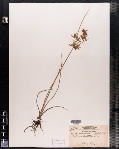 Cyperus dentatus