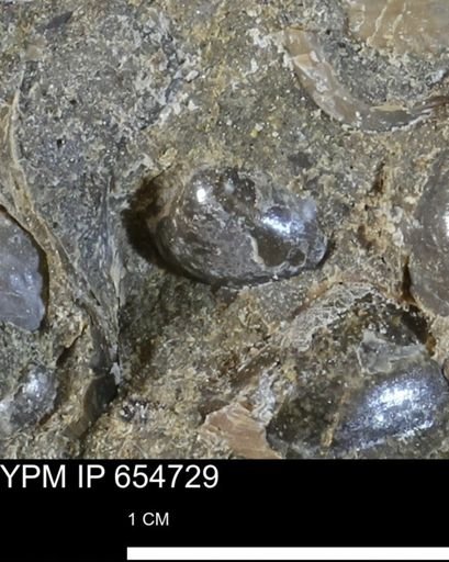 Protocardia