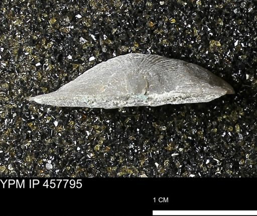 Strophodonta sp.