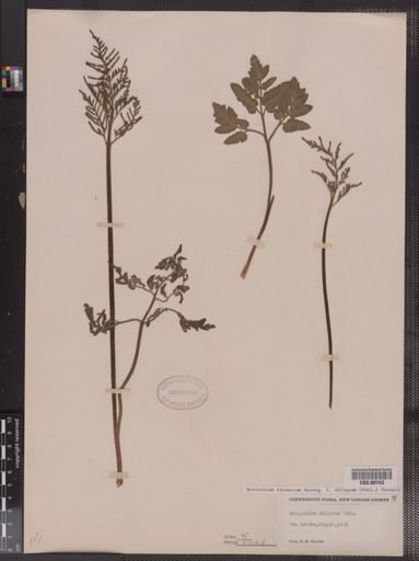 Botrychium dissectum