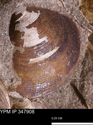 Limopsis striatopunctatus