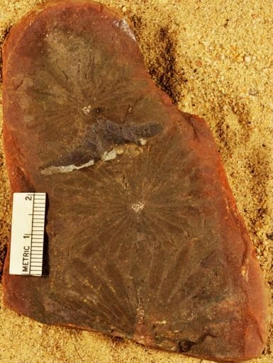 Annularia golloides