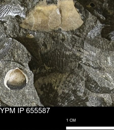 Oxytoma (Hypoxytoma) nebrascana