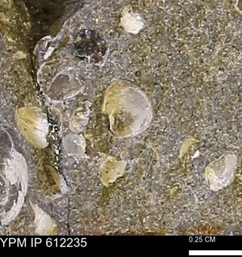 undet. Bivalvia
