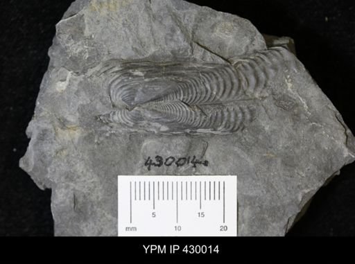 Orthonota undulata