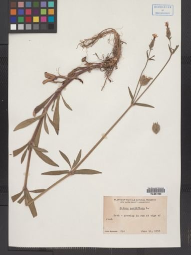 Silene noctiflora