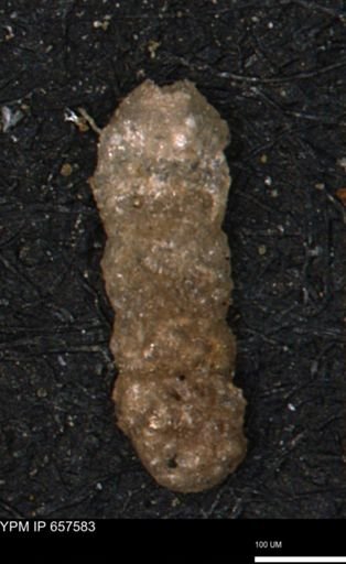 Ammobaculites euides