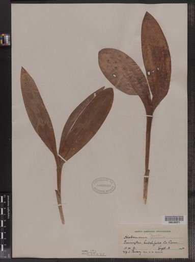 Habenaria