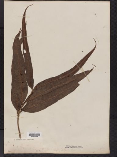 Polypodium