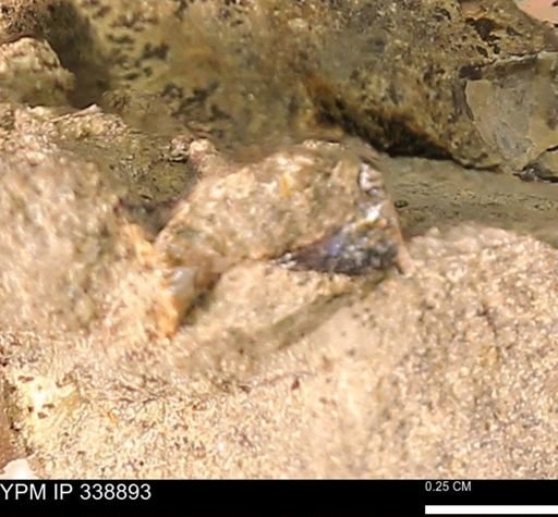 undet. Mollusca