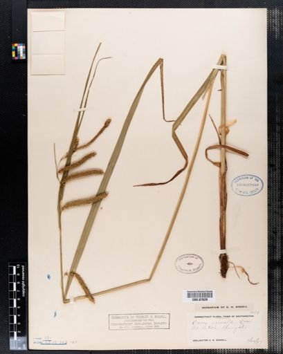 Carex crinita