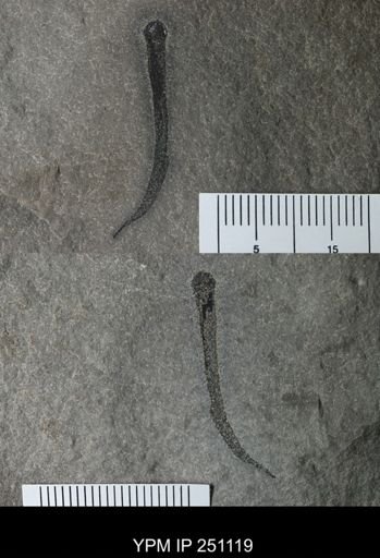 Cooksonia sp.